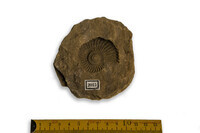 F 02015
<br/>
<br/>
<em></em>